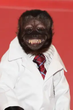عکس Crystal the Monkey