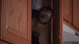 تصویر Monkey
