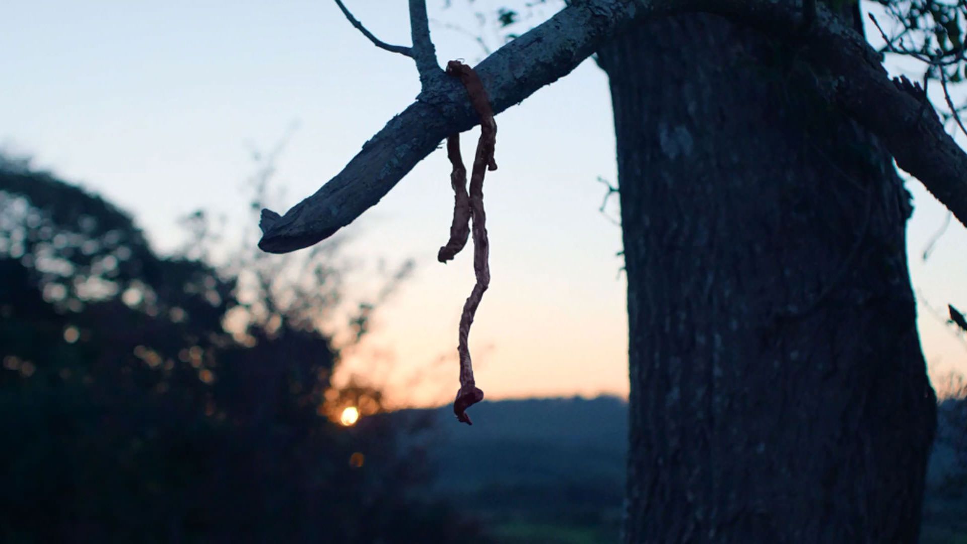 روده یک انسان از شاخه یک درخت آویزان است در نمایی از فیلم آنمونی به کارگردانی رونن دی لوئیس
