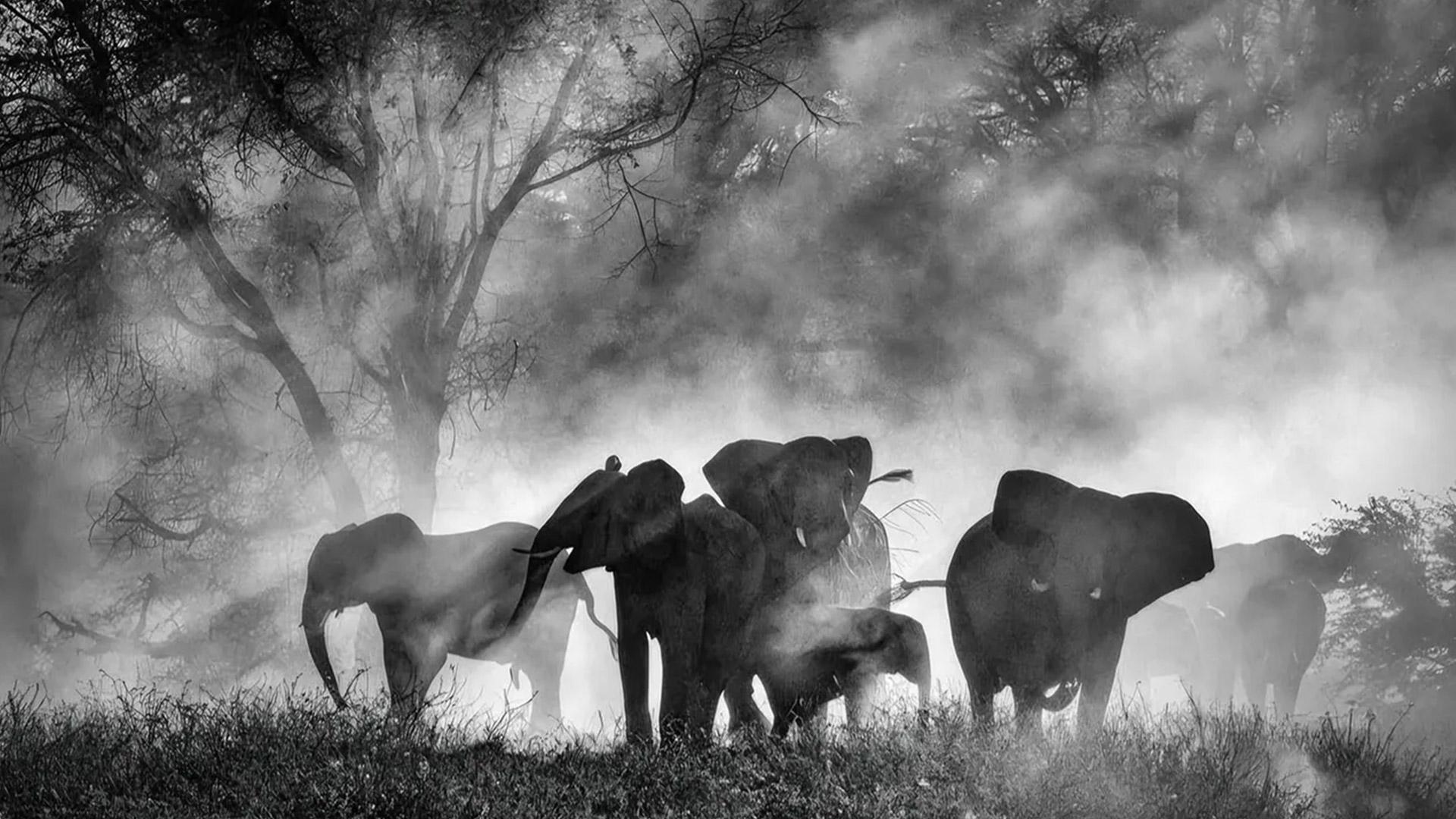 مستند Ghost Elephants ورنر هرتزوگ توسط نشنال جئوگرافیک خریداری شد