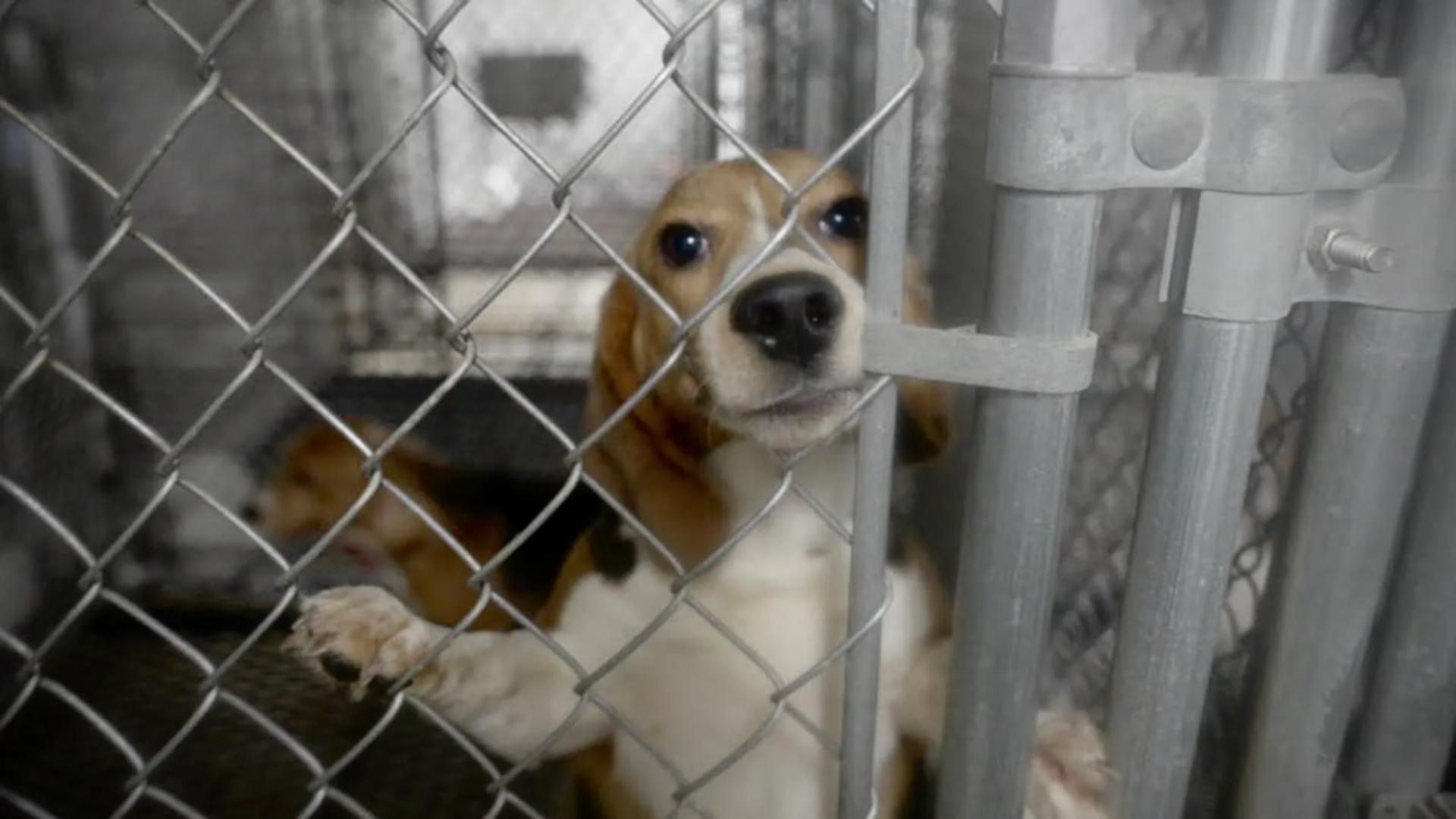 سگ‌های نژاد بیگل (Beagle) پشت میله‌های قفس فلزی آزمایشگاه
