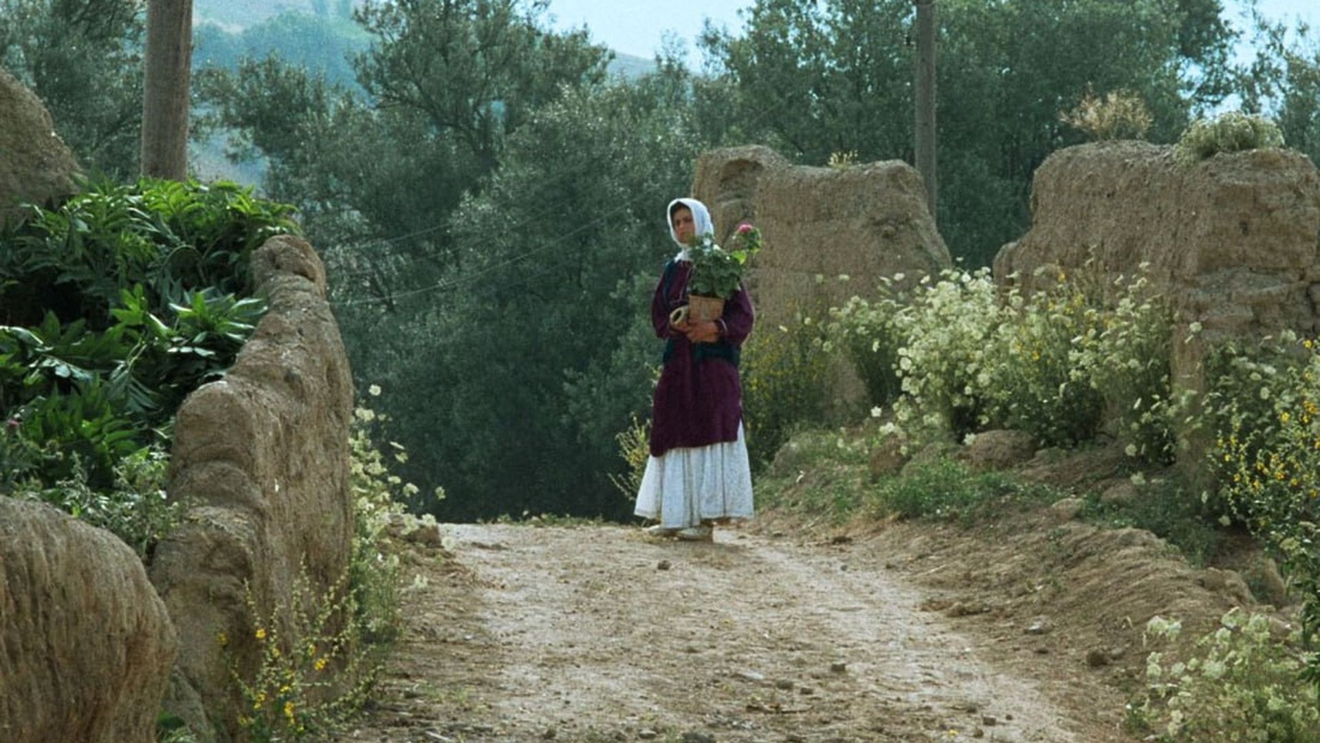 فیلم زیر درختان زیتون