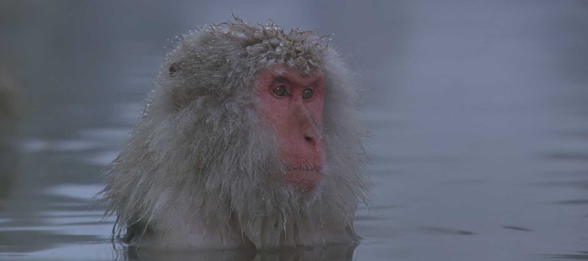 میمونی در آب در مستند «باراکا»