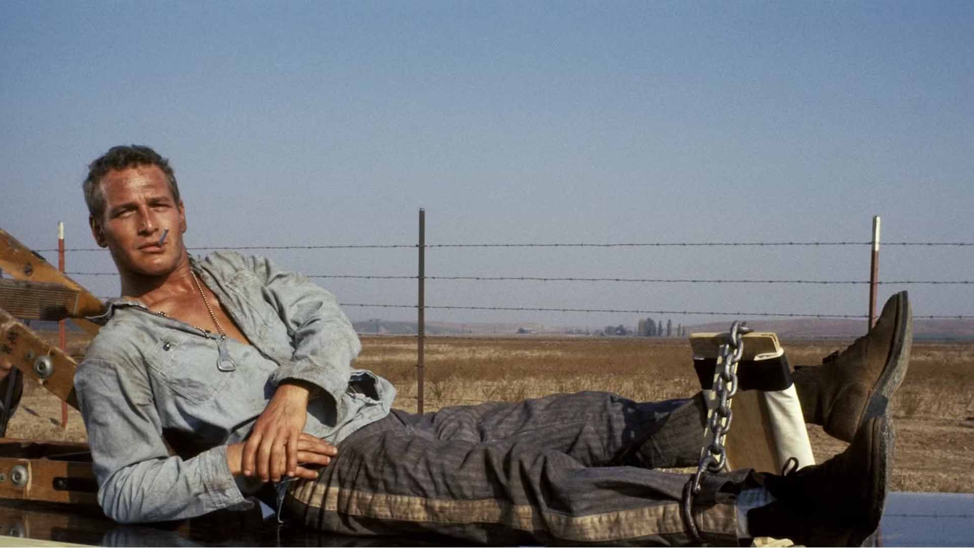 مرور فیلم‌های پل نیومن در جشنواره فیلم تورین