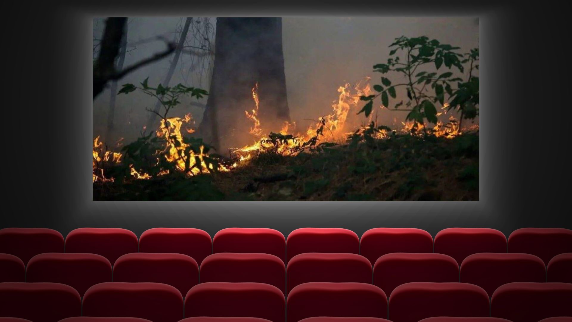 جنگل های هیرکانی 